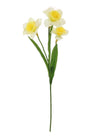 Daffodil Stem