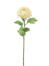 Single Chrysanthemum