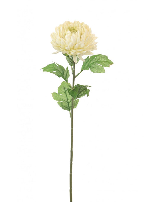 Single Chrysanthemum