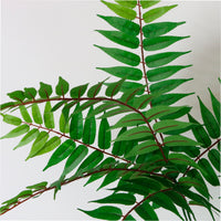 Crocodile Fern Spray