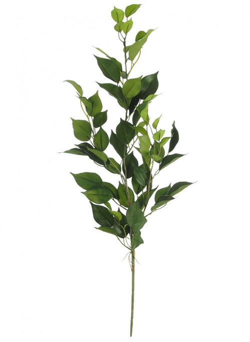 Bay Leaf Branch (small)