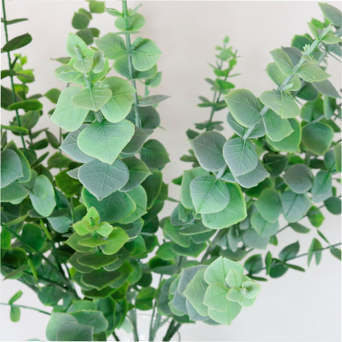 Tall Eucalyptus Stem