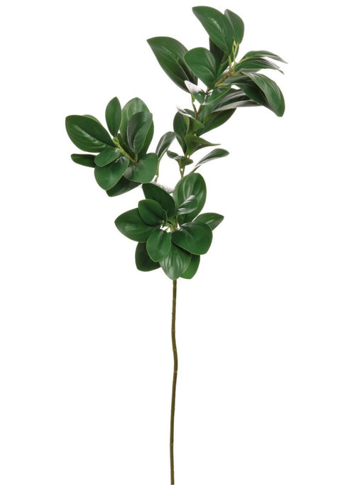 Peperomia Leaf Spray