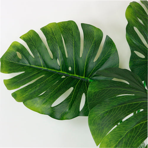 Monstera Stem (medium)