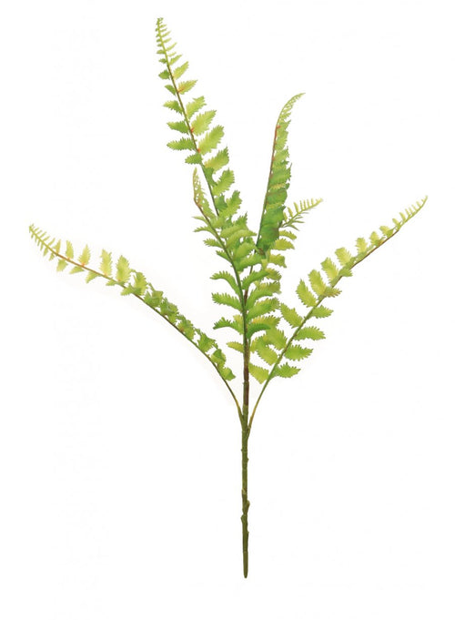 Curly Fern Spray