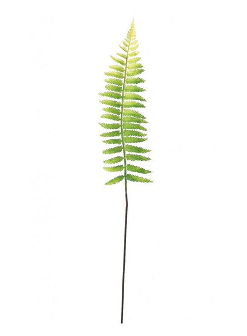 Ostrich Fern Stem