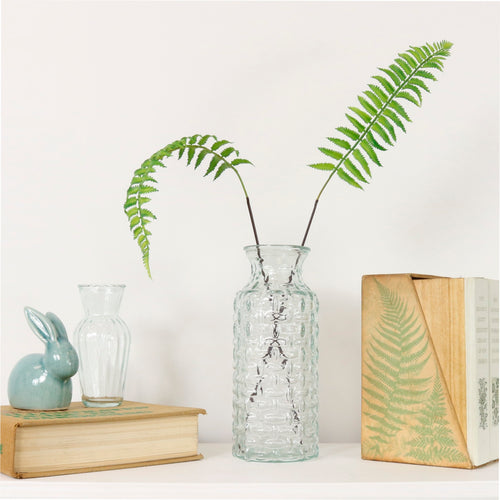 Ostrich Fern Stem