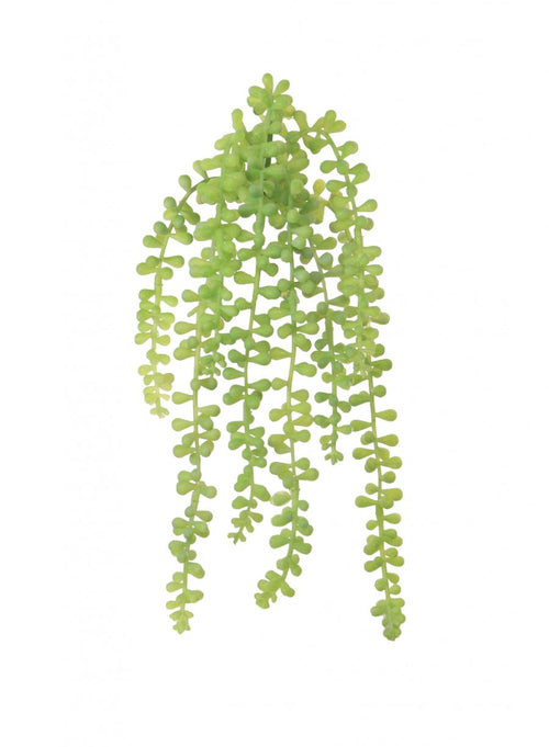 Trailing String Of Pearls