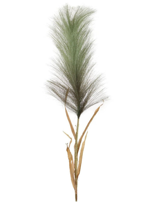 Single Pampas Stem