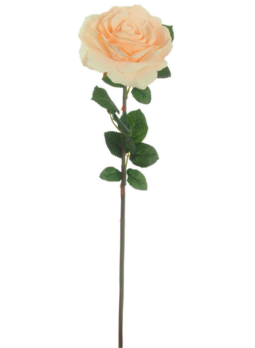 Tudor Rose (long Stem)