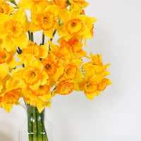 Ruffled Daffodil Spray