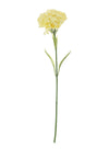 Single Carnation