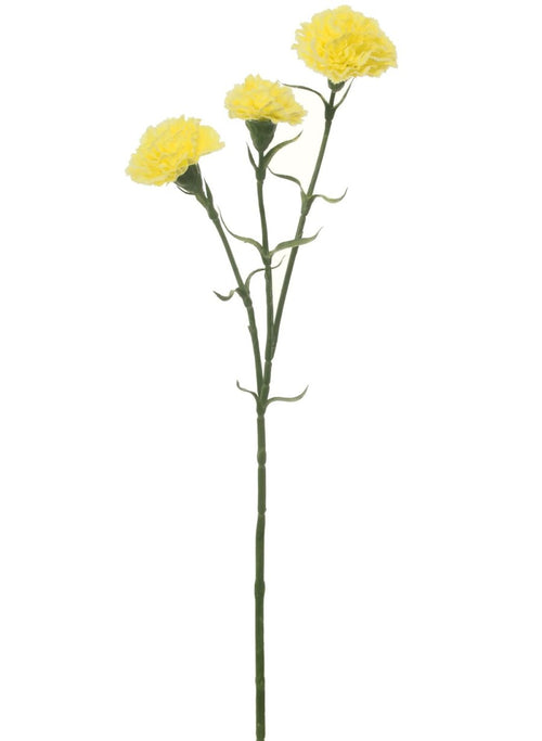 Carnation Stem