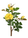 Bush Rose