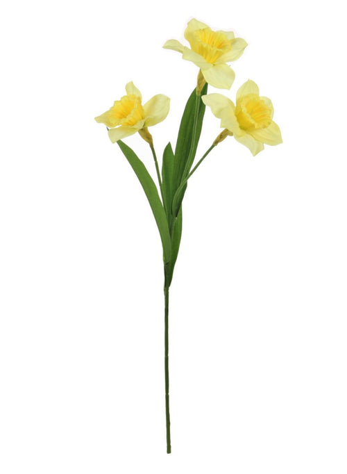 Daffodil Stem