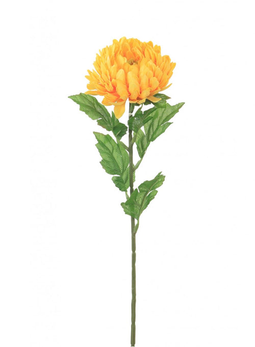 Single Chrysanthemum