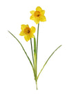 Spring Daffodil