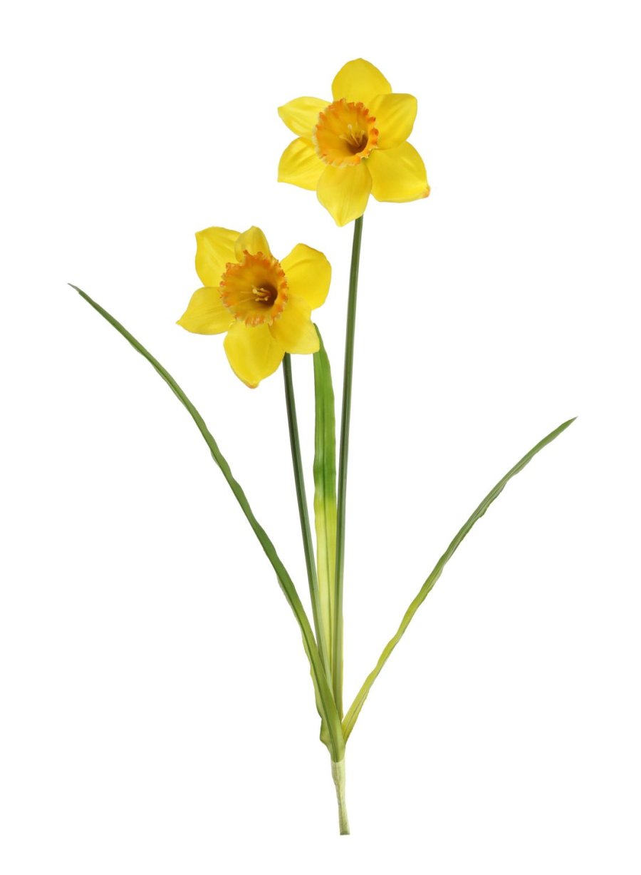 Spring Daffodil