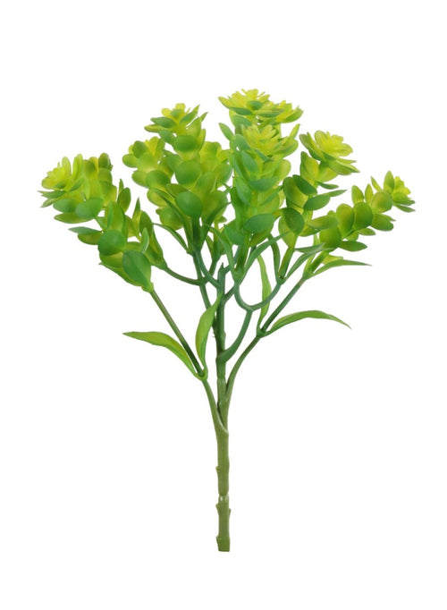 Sedum Spurium Stem