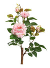 Bush Rose