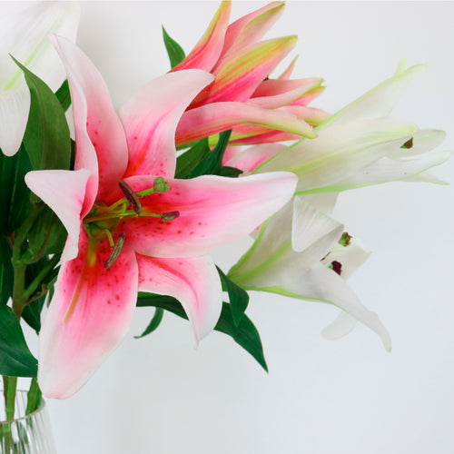 Stargazer Lily