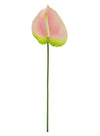 Anthurium