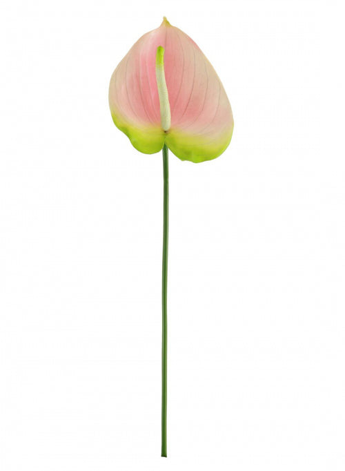 Anthurium