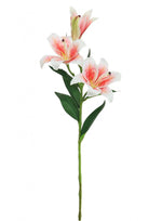 Asiatic Lily (small)