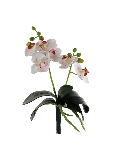 Mini Phalaenopsis Orchid