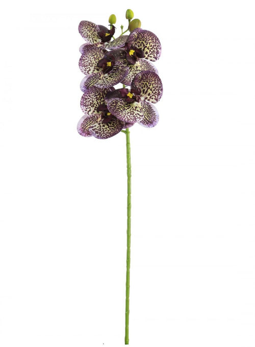 Phalaenopsis Orchid (5 Flower Head)