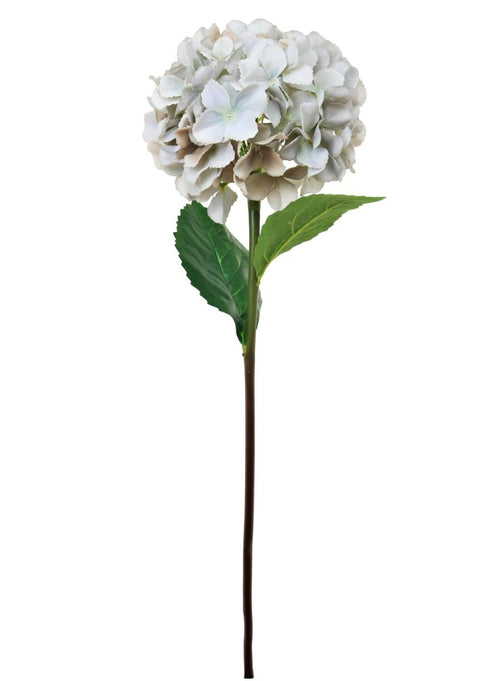 Mophead Hydrangea (large)