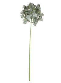 Hydrangea (thin Stem)