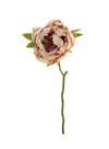 Dried Touch Closed Peony