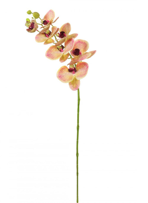 Phalaenopsis Orchid (7 Flower Heads)