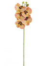 Phalaenopsis Orchid (5 Flower Head)