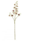 Phalaenopsis Orchid Spray (3 Stems)