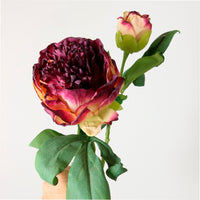 Dried Touch Ruffled Peony