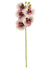 Phalaenopsis Orchid (5 Flower Head)