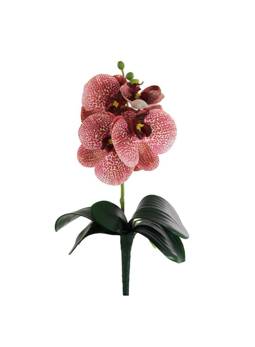 Phalaenopsis Orchid With Leaf