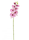 Phalaenopsis Orchid (7 Flower Heads)