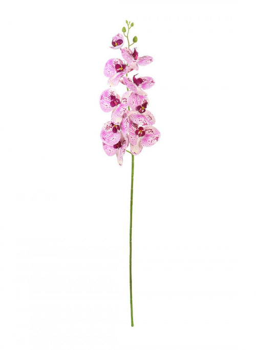 Phalaenopsis Orchid (9 Flower Heads)