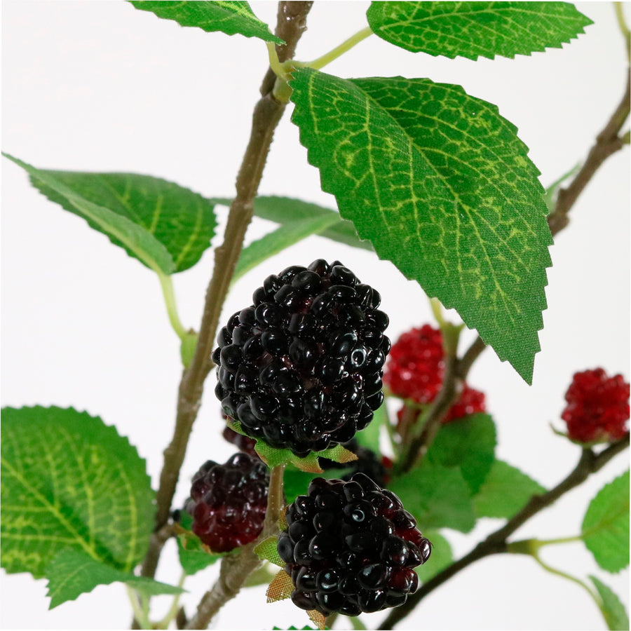 Blackberry Spray