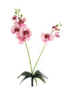 Phalaenopsis Orchid