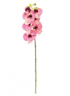 Phalaenopsis Orchid (7 Flower Heads)