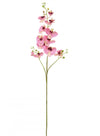 Phalaenopsis Orchid Spray (3 Stems)