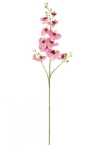 Phalaenopsis Orchid Spray (3 Stems)