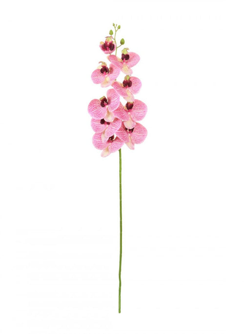 Phalaenopsis Orchid (9 Flower Heads)