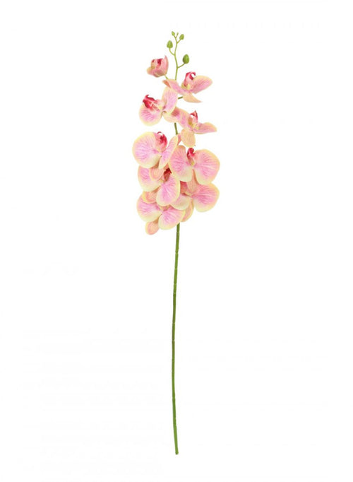 Phalaenopsis Orchid (9 Flower Heads)