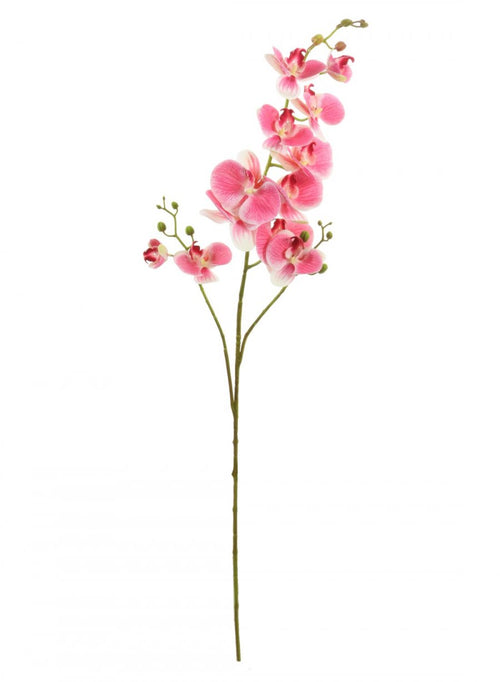 Phalaenopsis Orchid Spray (3 Stems)