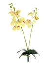 Phalaenopsis Orchid